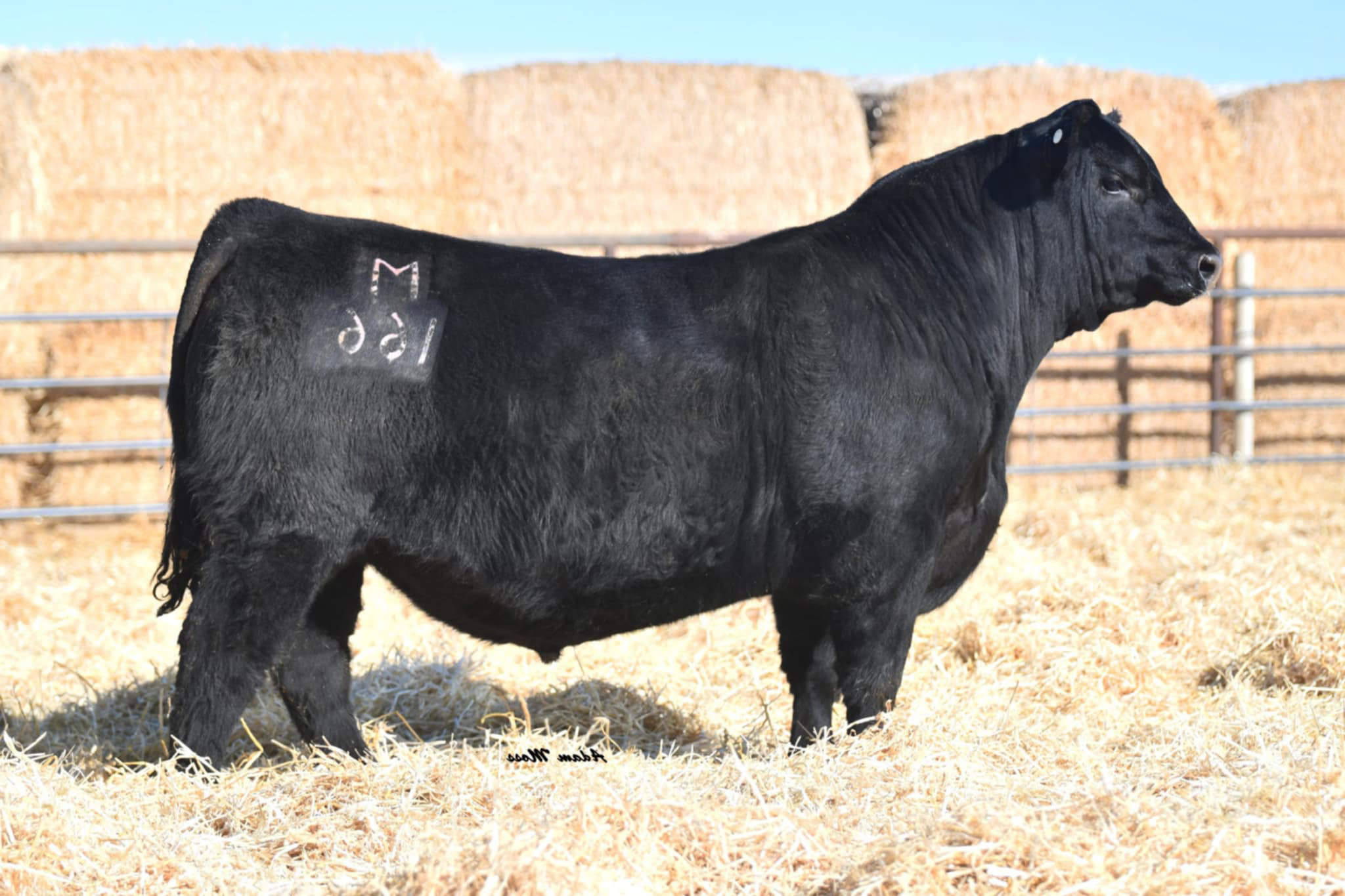sire14